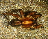  ( - LNP 04196)  @12 [ ] CreativeCommons - Attribution Non-Commercial Share-Alike (2013) Luis N. Piacentini Museo Argentino de Ciencias Naturales