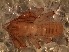  (Pseudochthonius - BCA27)  @11 [ ] Copyright (2016) Andrés O. Porta Museo Argentino de Ciencias Naturales