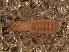  (Drepanochthonius - BCA34)  @11 [ ] Copyright (2016) Andrés O. Porta Museo Argentino de Ciencias Naturales