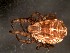  ( - BCD86)  @11 [ ] Copyright (2017) Andrés O. Porta Museo Argentino de Ciencias Naturales