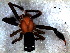  ( - CJG-03176)  @11 [ ] CreativeCommons - Attribution Non-Commercial Share-Alike (2013) Luis N. Piacentini Museo Argentino de Ciencias Naturales