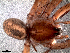  (Molitorosa - CJG-03156)  @12 [ ] CreativeCommons - Attribution Non-Commercial Share-Alike (2013) Luis N. Piacentini Museo Argentino de Ciencias Naturales