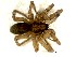  (Rubrius antarcticus - DLP-4010)  @11 [ ] Copyright (2016) Daniela Prina Museo Argentino de Ciencias Naturales