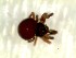  (Minanapis - DLP-4012)  @11 [ ] Copyright (2016) Daniela Prina Museo Argentino de Ciencias Naturales