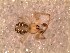  ( - DLP-4027)  @11 [ ] Copyright (2016) Daniela Prina Museo Argentino de Ciencias Naturales