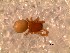  (Normplatnicka - DLP-4031)  @11 [ ] Copyright (2016) Daniela Prina Museo Argentino de Ciencias Naturales