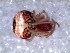  ( - DLP-4122)  @11 [ ] Copyright (2016) Daniela Prina Museo Argentino de Ciencias Naturales