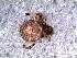  (Theridion cf. linaresense - DLP-4131)  @11 [ ] Copyright (2016) Daniela Prina Museo Argentino de Ciencias Naturales