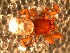  (Chilongius - DLP-4152)  @11 [ ] Copyright (2016) Daniela Prina Museo Argentino de Ciencias Naturales
