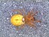  ( - DLP-4170)  @11 [ ] Copyright (2016) Daniela Prina Museo Argentino de Ciencias Naturales