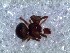  ( - DLP-4196)  @11 [ ] Copyright (2016) Daniela Prina Museo Argentino de Ciencias Naturales
