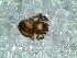  (Elanapis - DLP-4197)  @11 [ ] Copyright (2016) Daniela Prina Museo Argentino de Ciencias Naturales
