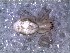  ( - DLP-4201)  @11 [ ] Copyright (2016) Daniela Prina Museo Argentino de Ciencias Naturales