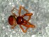  ( - DLP-4205)  @11 [ ] Copyright (2016) Daniela Prina Museo Argentino de Ciencias Naturales
