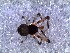  (Sheranapis bellavista - DLP-4208)  @11 [ ] Copyright (2016) Daniela Prina Museo Argentino de Ciencias Naturales
