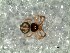  (Sofanapis - DLP-4212)  @11 [ ] Copyright (2016) Daniela Prina Museo Argentino de Ciencias Naturales