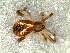  (Episinus typicus - DLP-4216)  @11 [ ] Copyright (2016) Daniela Prina Museo Argentino de Ciencias Naturales