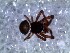  (Crassanapis - DLP-4217)  @11 [ ] Copyright (2016) Daniela Prina Museo Argentino de Ciencias Naturales