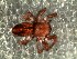  (Philisca hyadesi - DLP-4042)  @11 [ ] Copyright (2016) Daniela Prina Museo Argentino de Ciencias Naturales