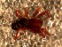  ( - DLP-4057)  @11 [ ] Copyright (2016) Daniela Prina Museo Argentino de Ciencias Naturales