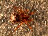  ( - DLP-4061)  @11 [ ] Copyright (2016) Daniela Prina Museo Argentino de Ciencias Naturales