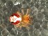  (Kochiura rosea - DLP-4090)  @11 [ ] Copyright (2016) Daniela Prina Museo Argentino de Ciencias Naturales