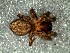  ( - DLP-4093)  @11 [ ] Copyright (2016) Daniela Prina Museo Argentino de Ciencias Naturales
