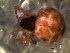  (Dipoena sp - DPO-4010)  @11 [ ] CreativeCommons  Attribution Non-Commercial Share-Alike (2016) Dante Poy Museo Argentino de Ciencias Naturales