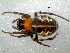  ( - DPO-4013)  @11 [ ] CreativeCommons  Attribution Non-Commercial Share-Alike (2016) Dante Poy Museo Argentino de Ciencias Naturales