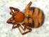  (Euryopis sp - DPO-4022)  @11 [ ] CreativeCommons  Attribution Non-Commercial Share-Alike (2016) Dante Poy Museo Argentino de Ciencias Naturales