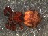  (Beata aenea - DPO-4027)  @11 [ ] CreativeCommons  Attribution Non-Commercial Share-Alike (2016) Dante Poy Museo Argentino de Ciencias Naturales