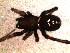  (Steatoda ancorata - DPO-4046)  @11 [ ] CreativeCommons  Attribution Non-Commercial Share-Alike (2016) Dante Poy Museo Argentino de Ciencias Naturales