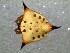  (Phoroncidia cf. reimoseri - DPO-4053)  @11 [ ] CreativeCommons  Attribution Non-Commercial Share-Alike (2016) Dante Poy Museo Argentino de Ciencias Naturales