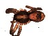  (Paravulsor - DPO-4079)  @11 [ ] CreativeCommons  Attribution Non-Commercial Share-Alike (2016) Dante Poy Museo Argentino de Ciencias Naturales
