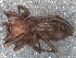  ( - DPO-4082)  @11 [ ] CreativeCommons  Attribution Non-Commercial Share-Alike (2016) Dante Poy Museo Argentino de Ciencias Naturales