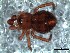  (Guaraniella - DPO-4089)  @11 [ ] CreativeCommons  Attribution Non-Commercial Share-Alike (2016) Dante Poy Museo Argentino de Ciencias Naturales