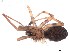  (Pikelinia uspallata - IFM-1015)  @11 [ ] Unspecified (default): All Rights Reserved  Unspecified MACN