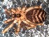  (Pikelinia colloncura - IFM-0387)  @13 [ ] CreativeCommons - Attribution Non-Commercial Share-Alike (2015) Unspecified Museo Argentino de Ciencias Naturales