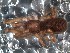  (Pikelinia ifm sp. 138 - IFM-0456)  @11 [ ] CreativeCommons - Attribution Non-Commercial Share-Alike (2015) Unspecified Museo Argentino de Ciencias Naturales