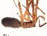  (Pikelinia carajas - IFM-0346)  @11 [ ] CreativeCommons - Attribution Non-Commercial Share-Alike (2015) Unspecified Museo Argentino de Ciencias Naturales