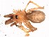  (Pikelinia ifm sp. 50 - IFM-0356)  @11 [ ] CreativeCommons - Attribution Non-Commercial Share-Alike (2015) Unspecified Museo Argentino de Ciencias Naturales