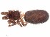  (Pikelinia ifm sp. 52 - IFM-0353)  @11 [ ] CreativeCommons - Attribution Non-Commercial Share-Alike (2015) Unspecified Museo Argentino de Ciencias Naturales