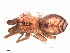  (Pikelinia ifm sp. 51 - IFM-0351)  @11 [ ] CreativeCommons - Attribution Non-Commercial Share-Alike (2015) Unspecified Museo Argentino de Ciencias Naturales