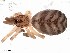  (Pikelinia ifm sp. 141 - IFM-0352)  @11 [ ] CreativeCommons - Attribution Non-Commercial Share-Alike (2015) Unspecified Museo Argentino de Ciencias Naturales