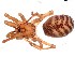  (Pikelinia ifm sp. 49 - IFM-0703)  @11 [ ] CreativeCommons - Attribution Non-Commercial Share-Alike (2015) Unspecified Museo Argentino de Ciencias Naturales