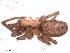  (Filistata cf. tarimuensis - IFM-0774)  @12 [ ] CreativeCommons - Attribution Non-Commercial Share-Alike (2015) Unspecified Museo Argentino de Ciencias Naturales