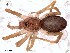  (Pritha - IFM-0750)  @13 [ ] CreativeCommons - Attribution Non-Commercial Share-Alike (2015) Unspecified Museo Argentino de Ciencias Naturales