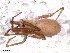  (Pikelinia ifm sp. 94 - IFM-0767)  @12 [ ] CreativeCommons - Attribution Non-Commercial Share-Alike (2015) Unspecified Museo Argentino de Ciencias Naturales