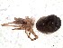  (Pikelinia milloti - IFM-0954)  @11 [ ] Unspecified (default): All Rights Reserved  Unspecified MACN