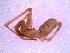  (Antilloides - IFM-1352)  @11 [ ] Copyright  Unspecified Museo Argentino de Ciencias Naturales Bernardino Rivadavia